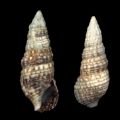 Cerithium rupestre